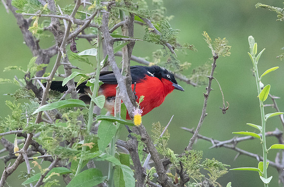 Black-headed gonolek (Laniarius erythrogaster)