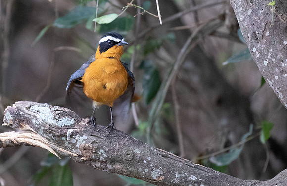 White-browed robin-chat (Cossypha heuglini)