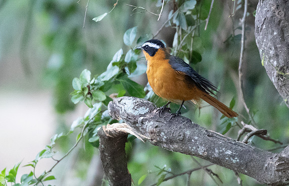White-browed robin-chat (Cossypha heuglini)