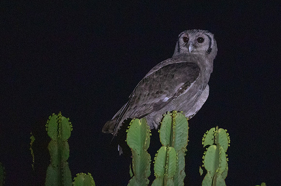 Verreaux's eagle-owl ( Bubo lacteus)