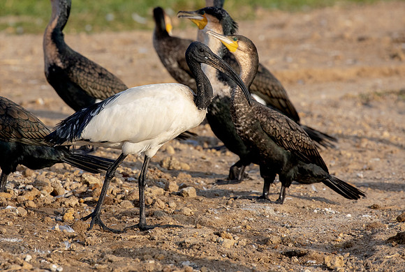 Reed cormorant (Microcarbo africanus)