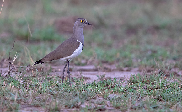 Senegal lapwing (Vanellus lugubris)