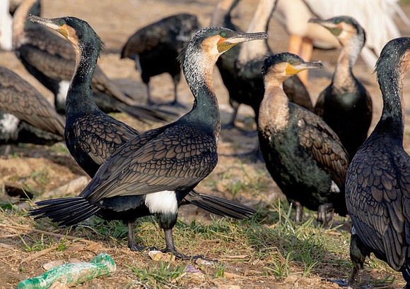 Reed cormorant (Microcarbo africanus)