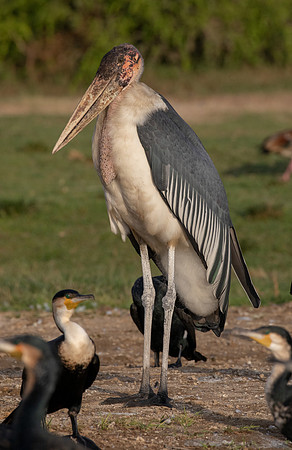Marabou stork (Leptoptilos crumenifer)