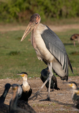 Marabou stork (Leptoptilos crumenifer)