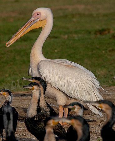 Great white pelican (Pelecanus onocrotalus)