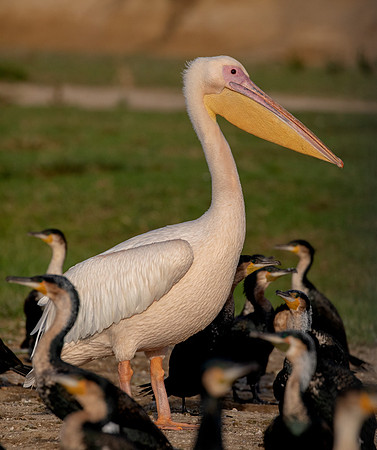 Great white pelican (Pelecanus onocrotalus)
