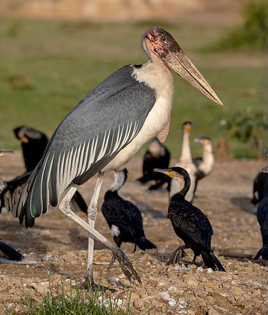 Marabou stork (Leptoptilos crumenifer)