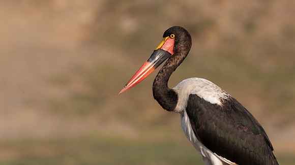 Saddle-billed stork (Ephippiorhynchus senegalensis)