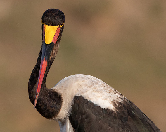 Saddle-billed stork (Ephippiorhynchus senegalensis)