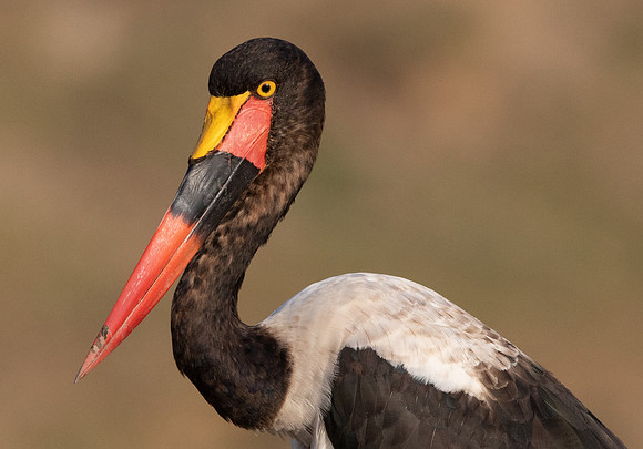 Saddle-billed stork (Ephippiorhynchus senegalensis)