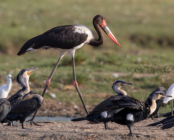 Saddle-billed stork (Ephippiorhynchus senegalensis)
