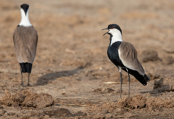 Spur-winged lapwing (Vanellus spinosus)