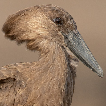 Hamerkop (Scopus umbretta),
