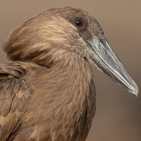 Hamerkop (Scopus umbretta),