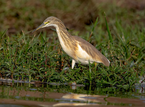 Squacco heron (Ardeola ralloides)