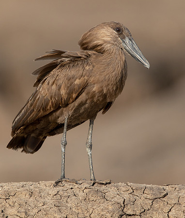 Hamerkop (Scopus umbretta),