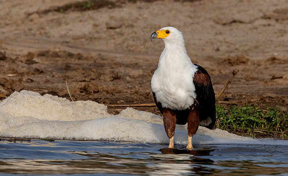 African fish eagle (Haliaeetus vocifer)