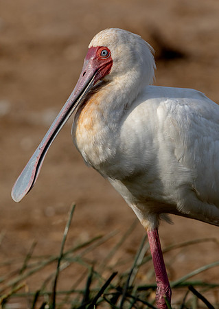 African spoonbill (Platalea alba)
