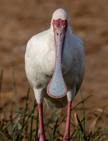 African spoonbill (Platalea alba)