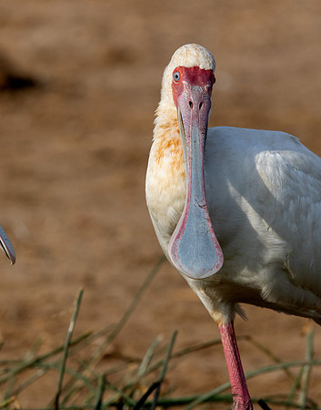 African spoonbill (Platalea alba)