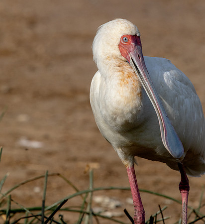 African spoonbill (Platalea alba)