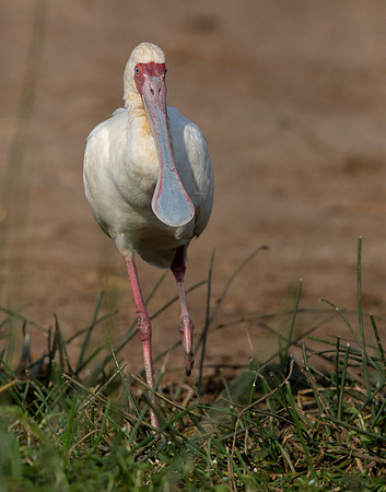 African spoonbill (Platalea alba)