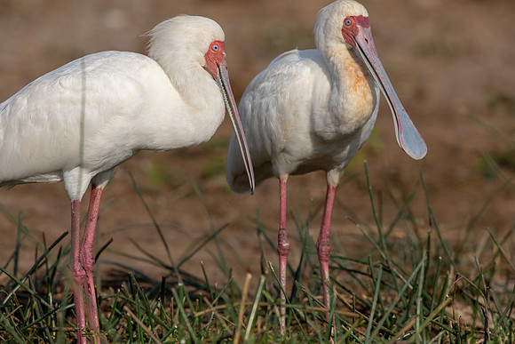 African spoonbill (Platalea alba)