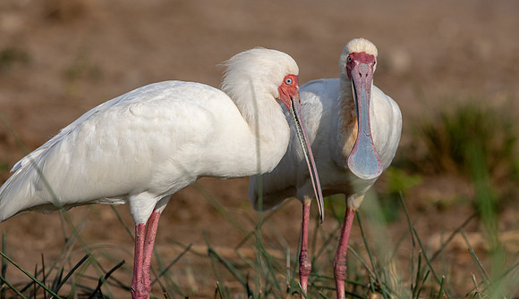 African spoonbill (Platalea alba)
