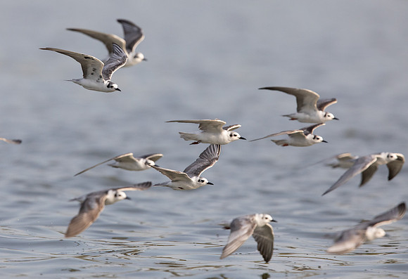 White-winged tern (Chlidonias leucopterus or Chlidonias leucoptera)