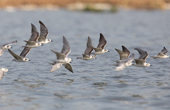 White-winged tern (Chlidonias leucopterus or Chlidonias leucoptera)