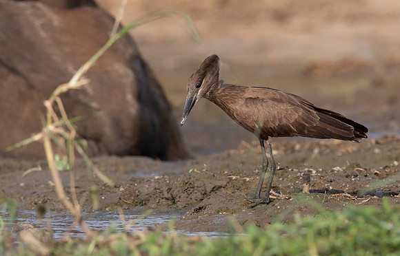 Hamerkop (Scopus umbretta)