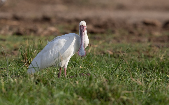 African spoonbill (Platalea alba)