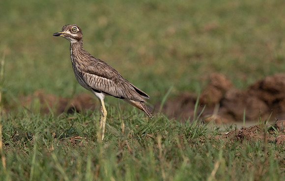 Water thick-knee (Burhinus vermiculatus)
