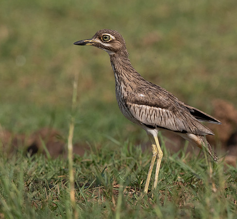 Water thick-knee (Burhinus vermiculatus)