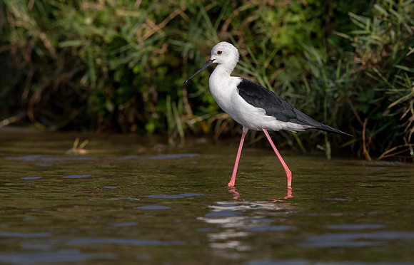 Black-winged stilt (Himantopus himantopus)