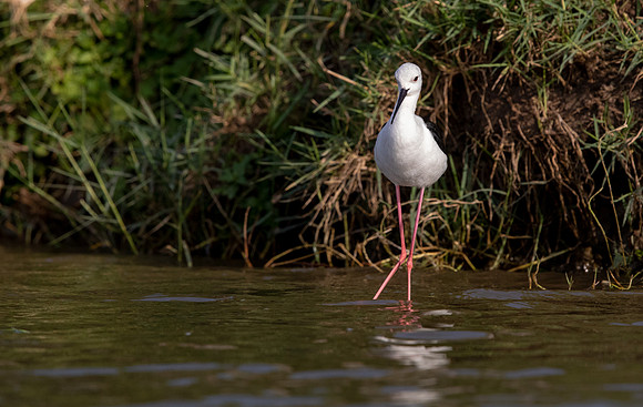 Black-winged stilt (Himantopus himantopus)