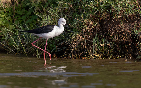 Black-winged stilt (Himantopus himantopus)