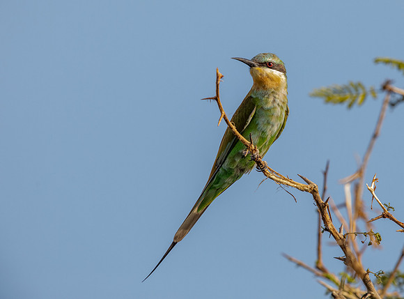 Blue-cheeked bee-eater (Merops persicus)