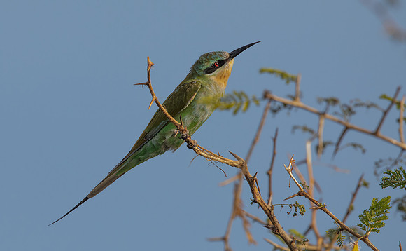 Blue-cheeked bee-eater (Merops persicus)