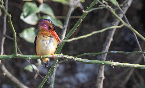 African pygmy kingfisher (Ispidina picta)