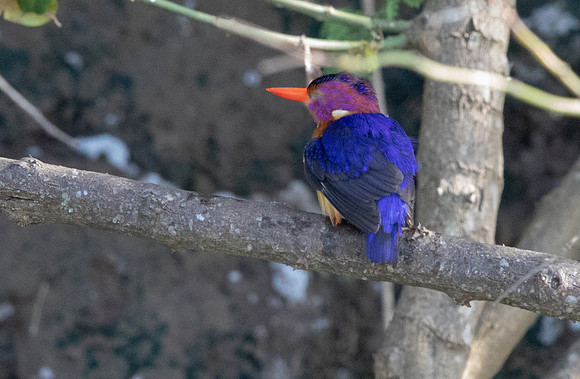 African pygmy kingfisher (Ispidina picta)