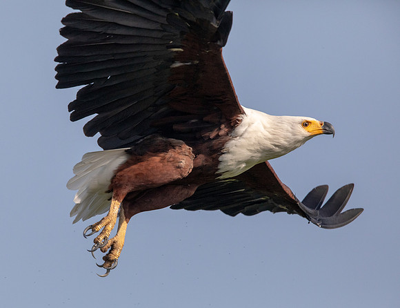 African fish eagle (Haliaeetus vocifer)