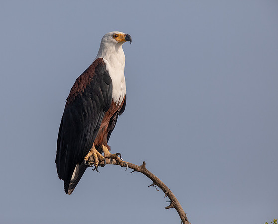African fish eagle (Haliaeetus vocifer)