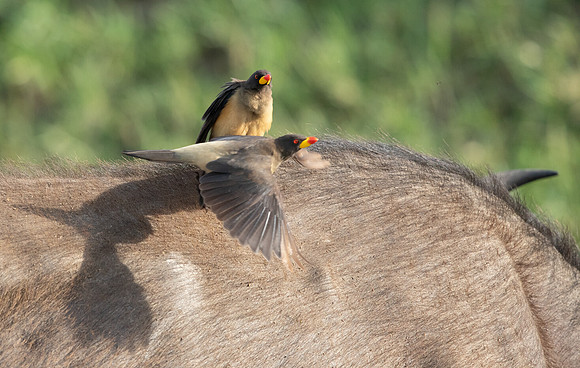 Yellow-billed oxpecker (Buphagus africanus)