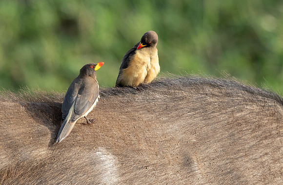 Yellow-billed oxpecker (Buphagus africanus)