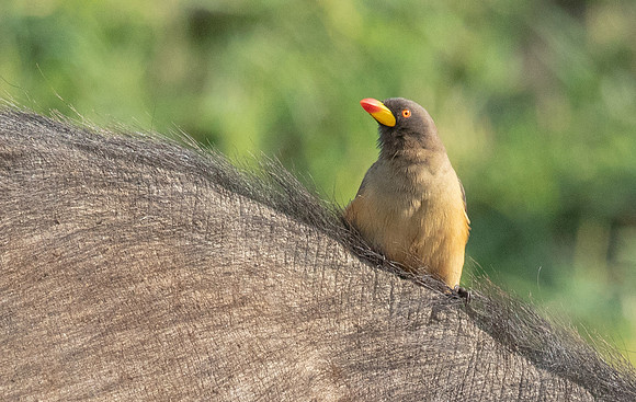 Yellow-billed oxpecker (Buphagus africanus)