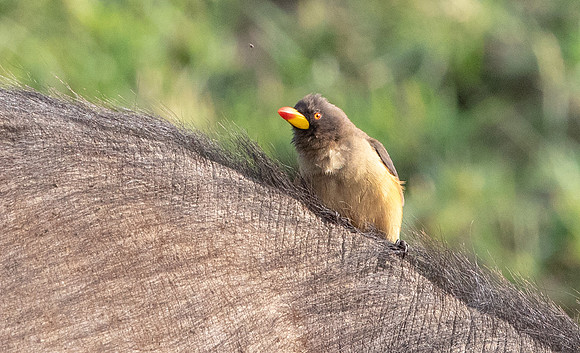 Yellow-billed oxpecker (Buphagus africanus)