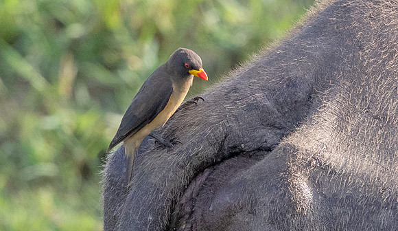 Yellow-billed oxpecker (Buphagus africanus)