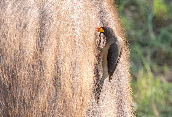 Yellow-billed oxpecker (Buphagus africanus)